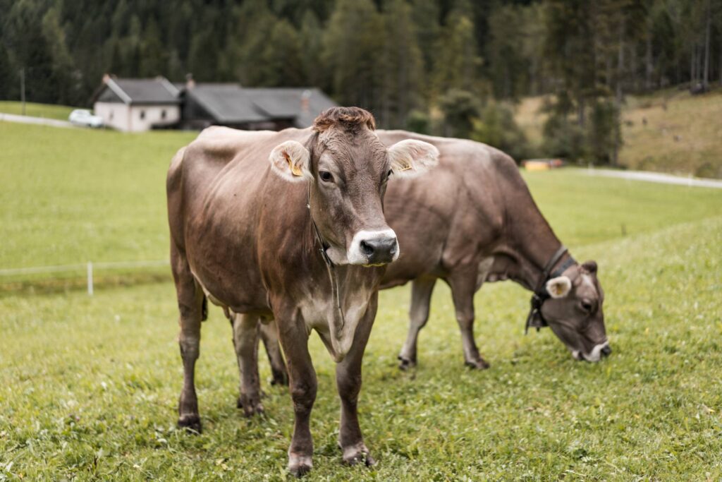 Cows on Pasture Free Photo