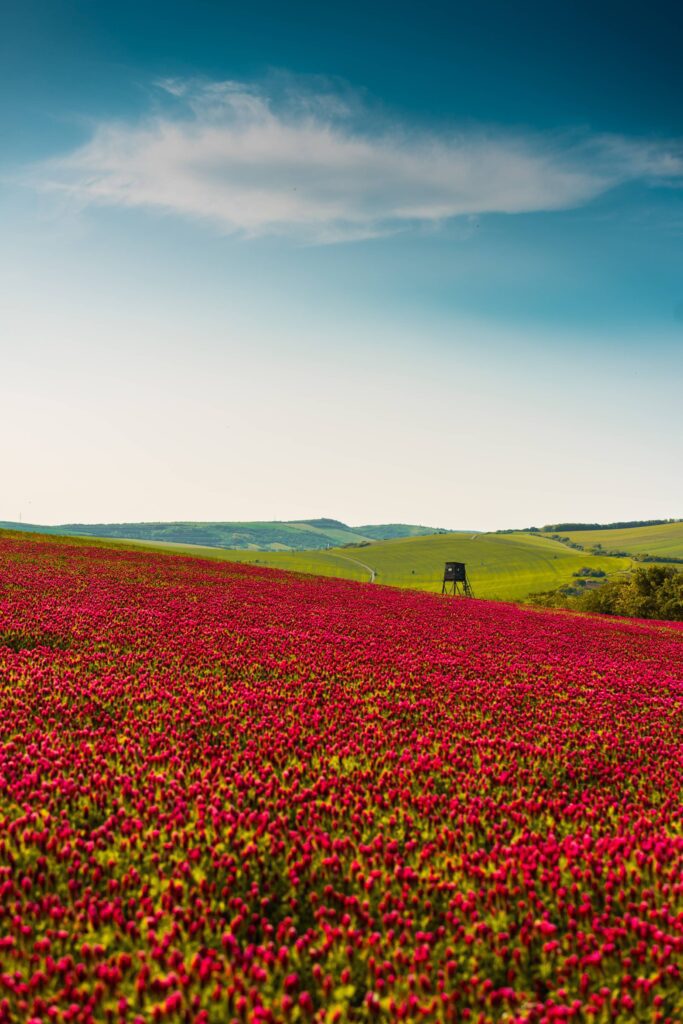 Crimson Clover Field Free Photo