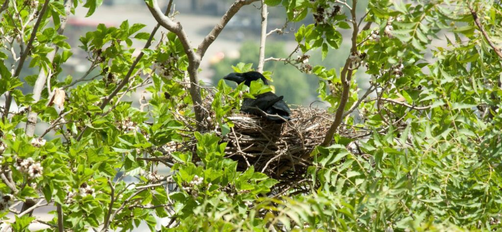 Crow Nest Tree Stock Free