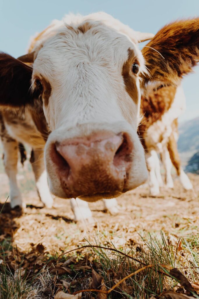 Curious Cow Portrait Close Up Free Photo