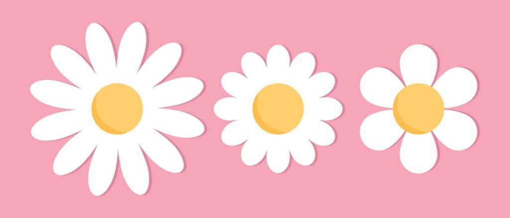 Cute chamomile flowers. Cute chamomile flower icons set on pink background. Chamomile or daisy with white petals. Plant flower head sign symbol. illustration Stock Free