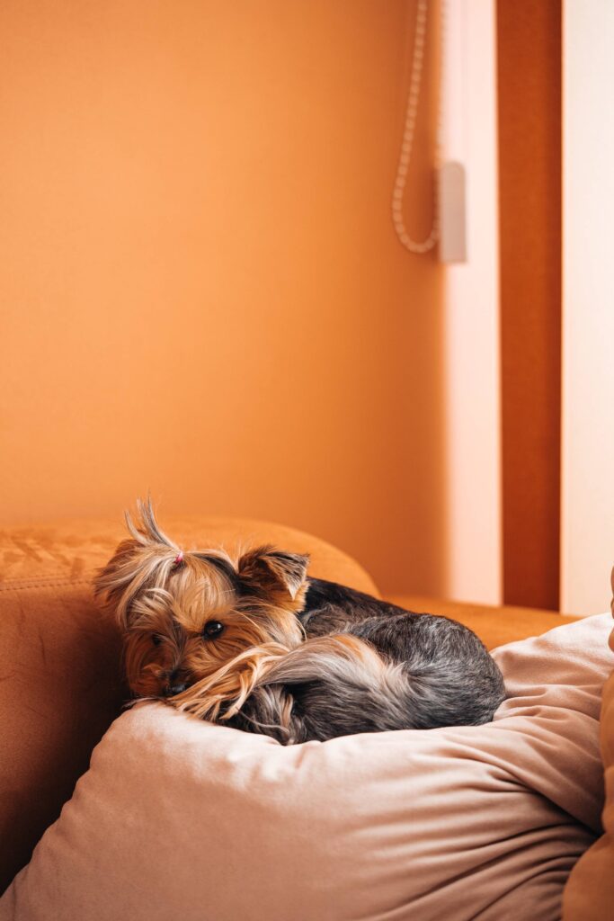 Cute Dog Jessie Relaxing on a Pillow Free Photo