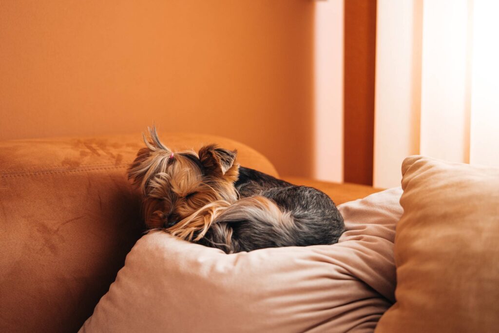 Cute Dog Sleeping on a Sofa Pillow Free Photo