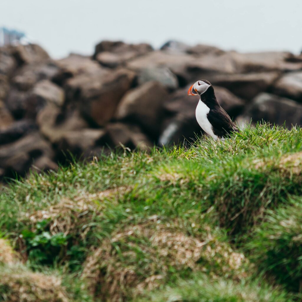 Cute Icelandic Puffin Free Photo