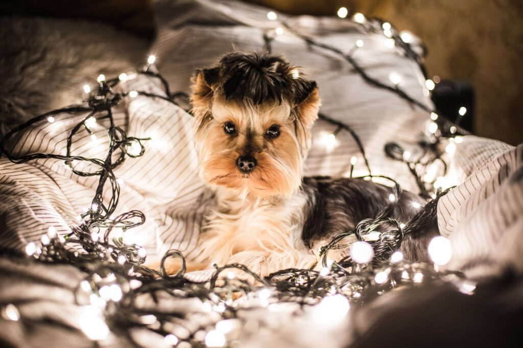 Cute Jessie The Dog in Christmas Lights Free Photo