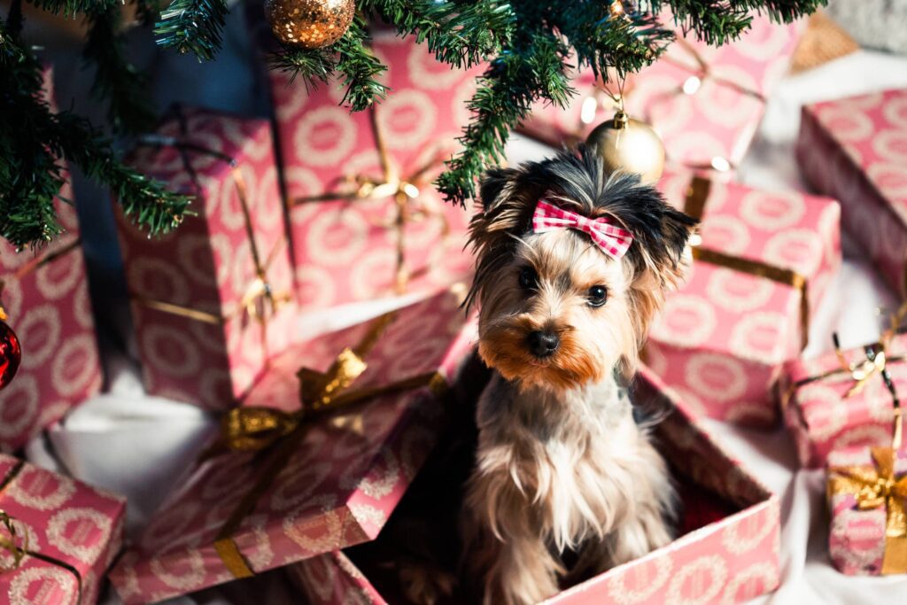 Cute Puppy as a Christmas Present Surprise Free Photo