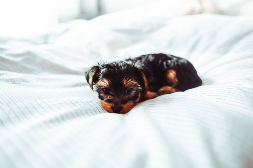 Cute Puppy in Bed Free Photo