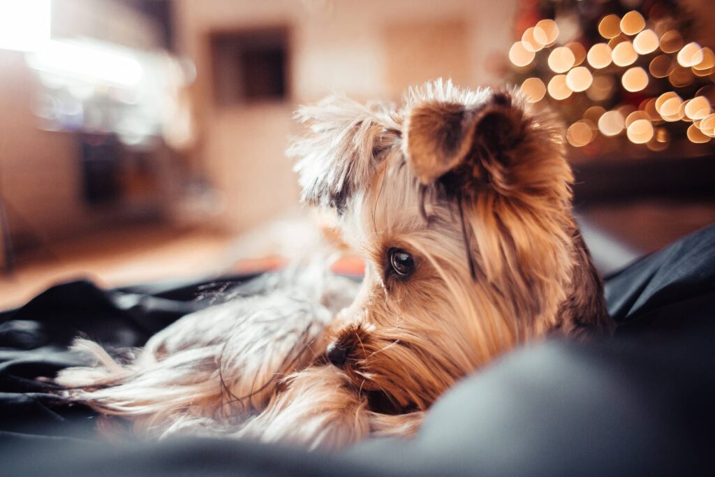 Cute Puppy on Christmas Free Photo