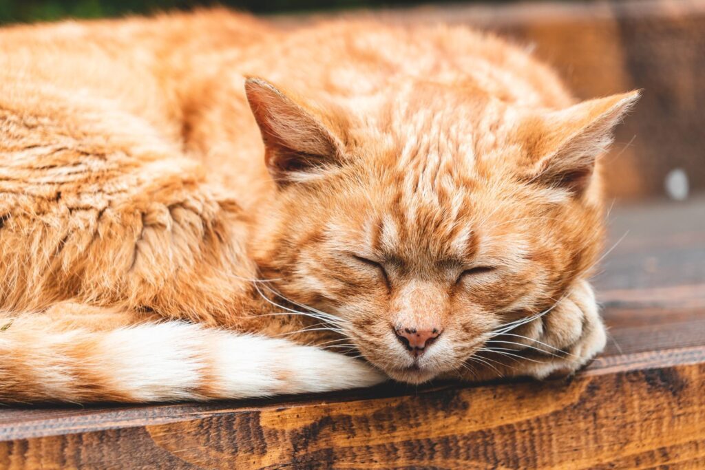 Cute Red Cat Sleeping on The Wood Free Photo