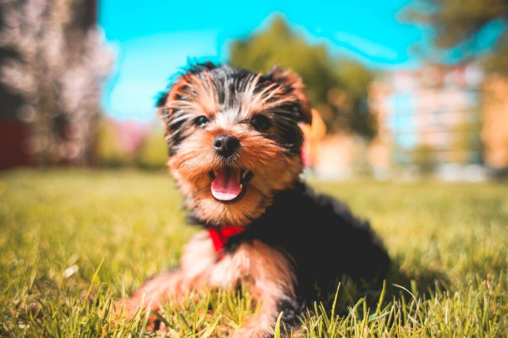 Cute Smiling Yorkshire-Terrier Puppy Free Photo