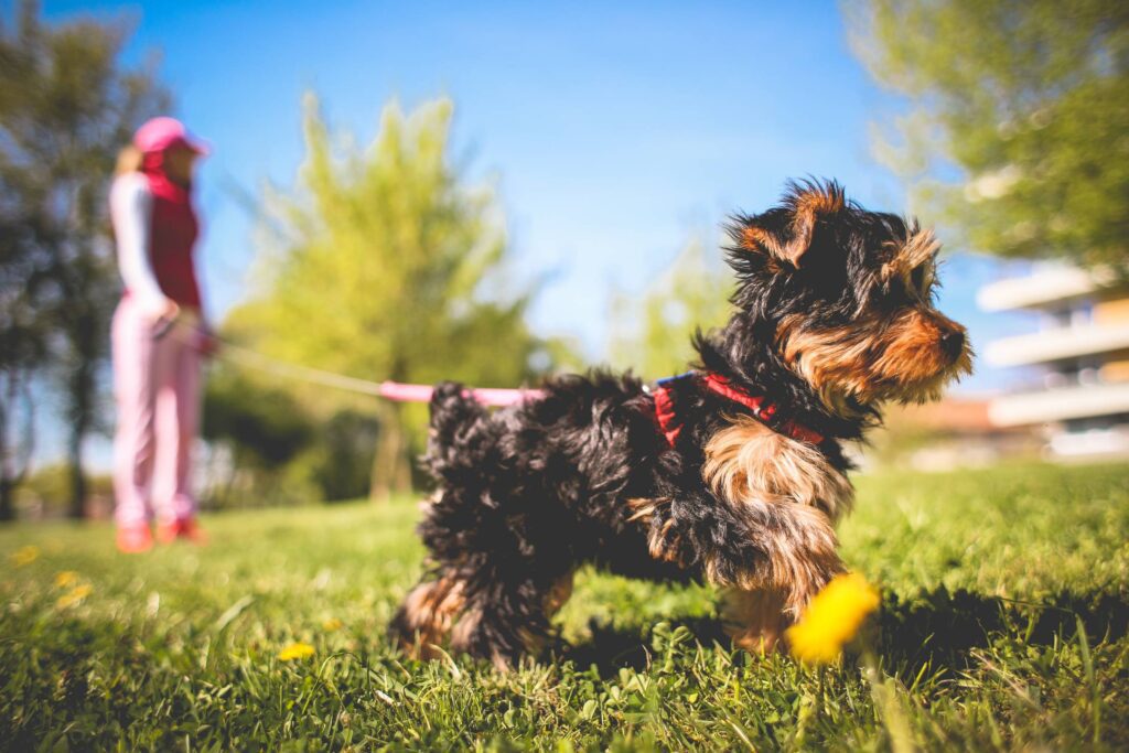 Cute Yorkshire Puppy Free Photo