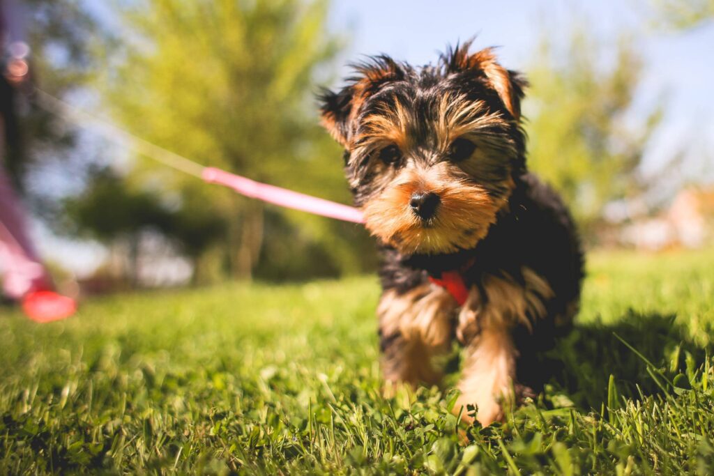 Cute Yorkshire Puppy in the Garden Free Photo