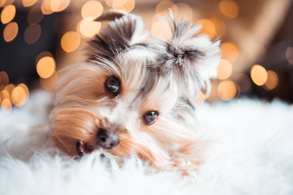 Cute Yorkshire Terrier Eating Mini Dog Snacks on Christmas Free Photo