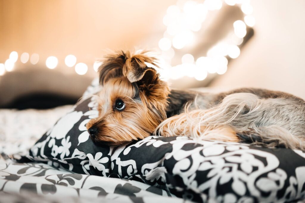 Cute Yorkshire Terrier Lying in Bed Free Photo