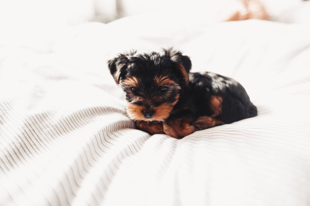 Cute Yorkshire Terrier Puppy Free Photo