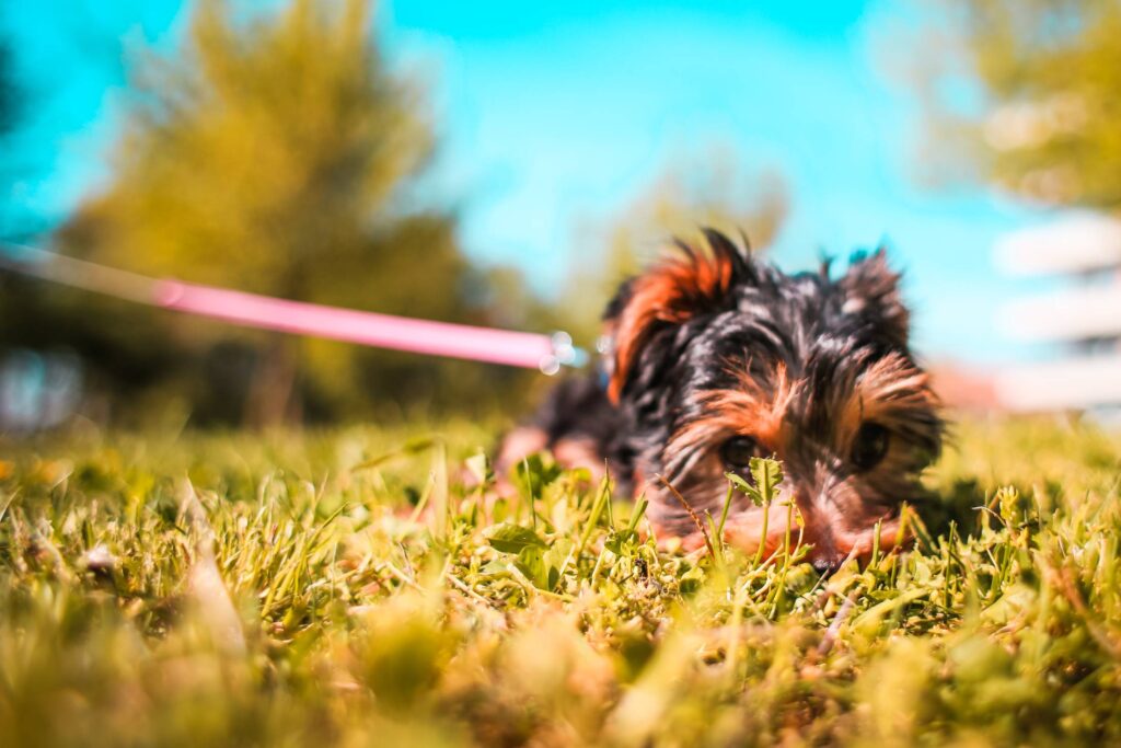 Cute Yorkshire-Terrier Puppy Playing Hide and Seek Free Photo