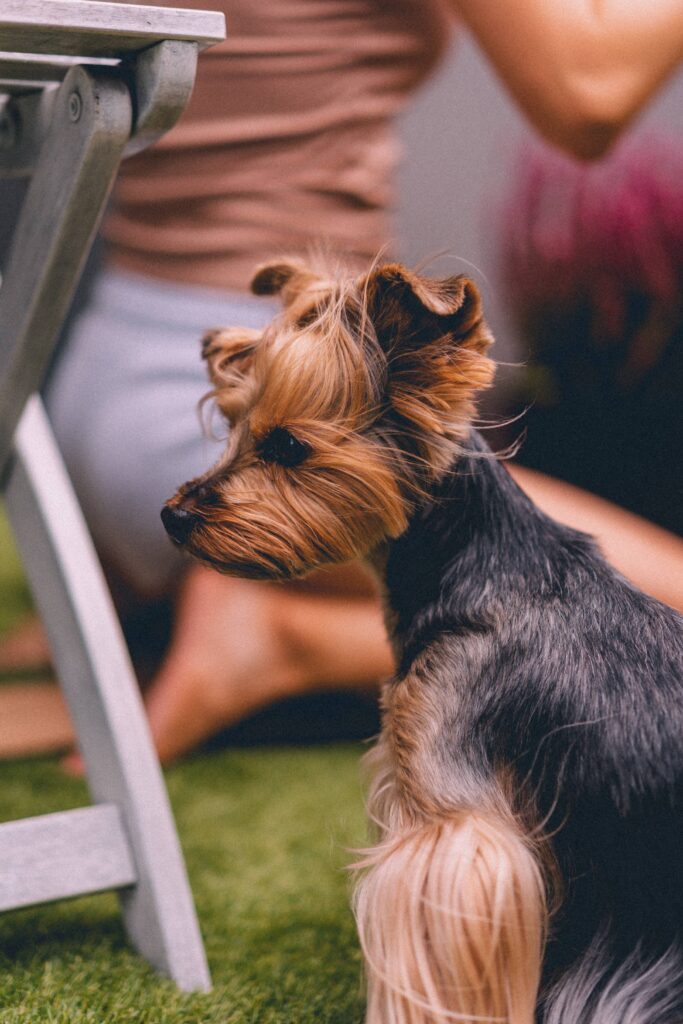 Cute Yorkshire Terrier Sitting on The Grass Free Photo