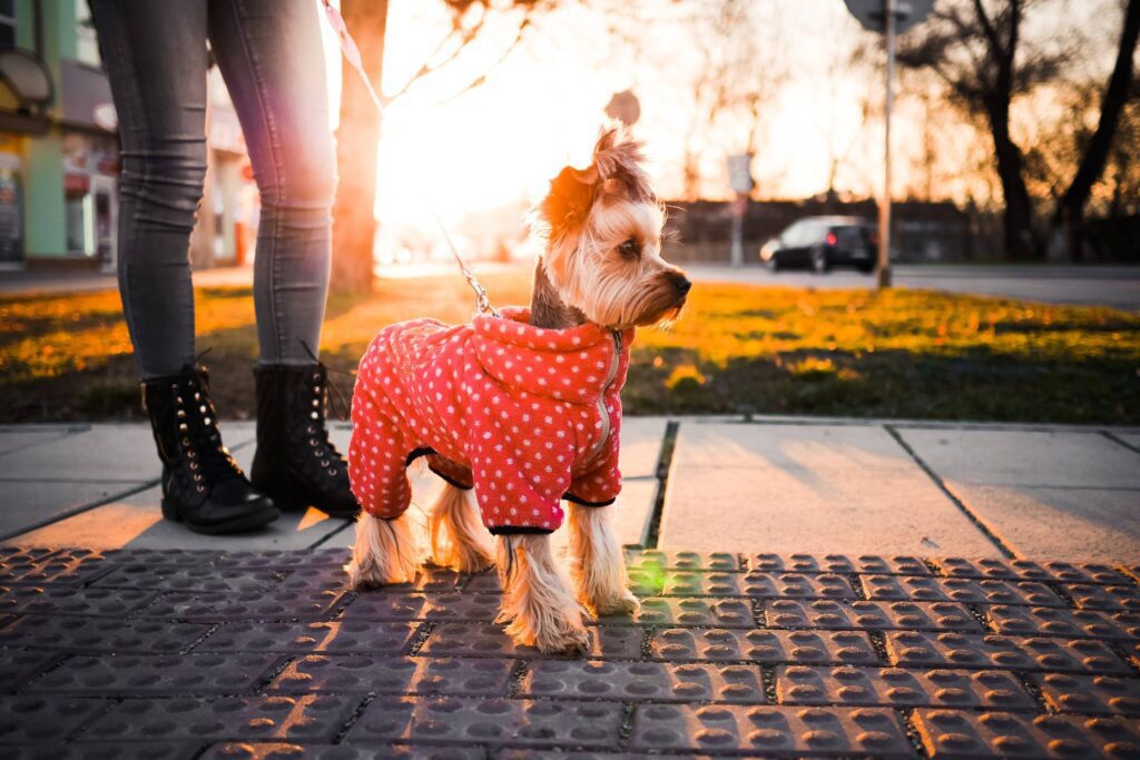 Cute Yorkshire Terrier with Clothes Free Photo