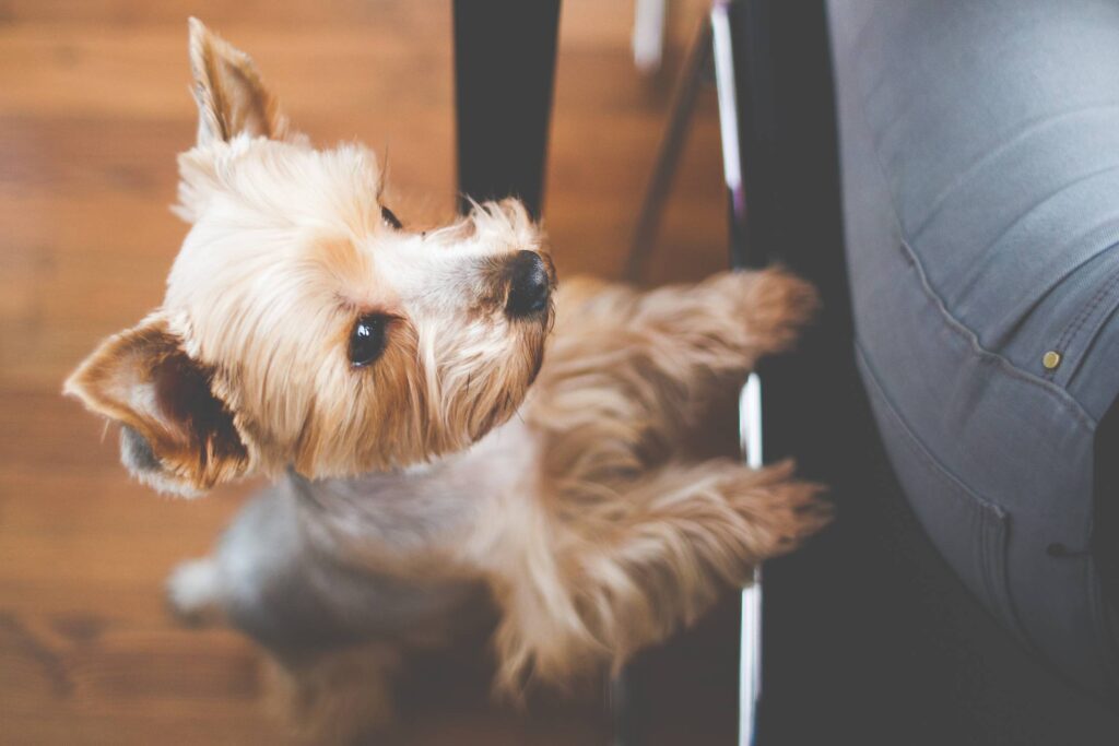 Cute Yorkshire Wanna Eat Now! Free Photo