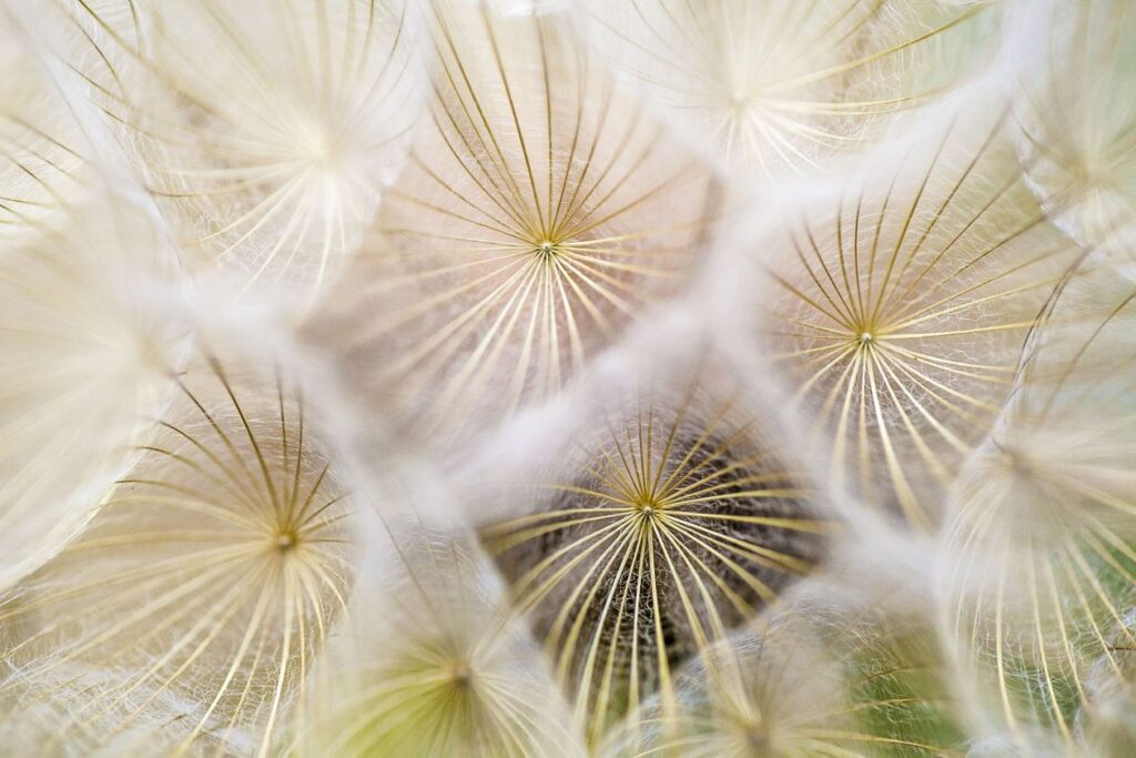 Dandelion Stock Free