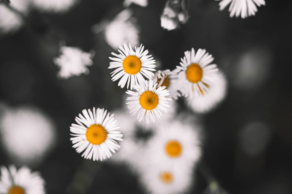 Daisies Free Photo