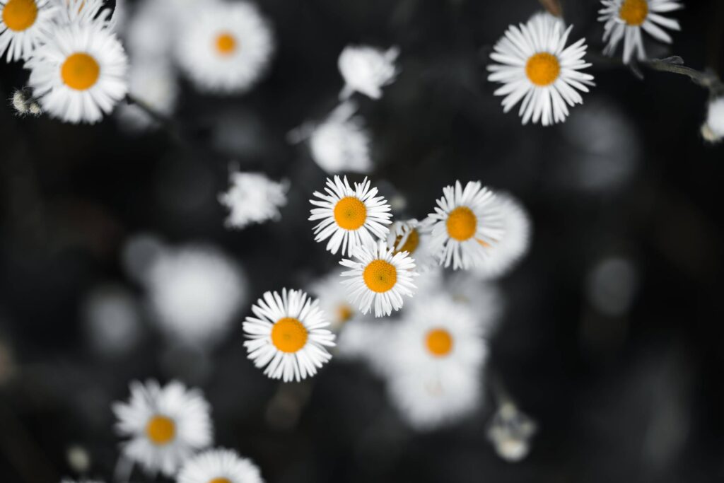 Daisies on Black Grass Free Photo