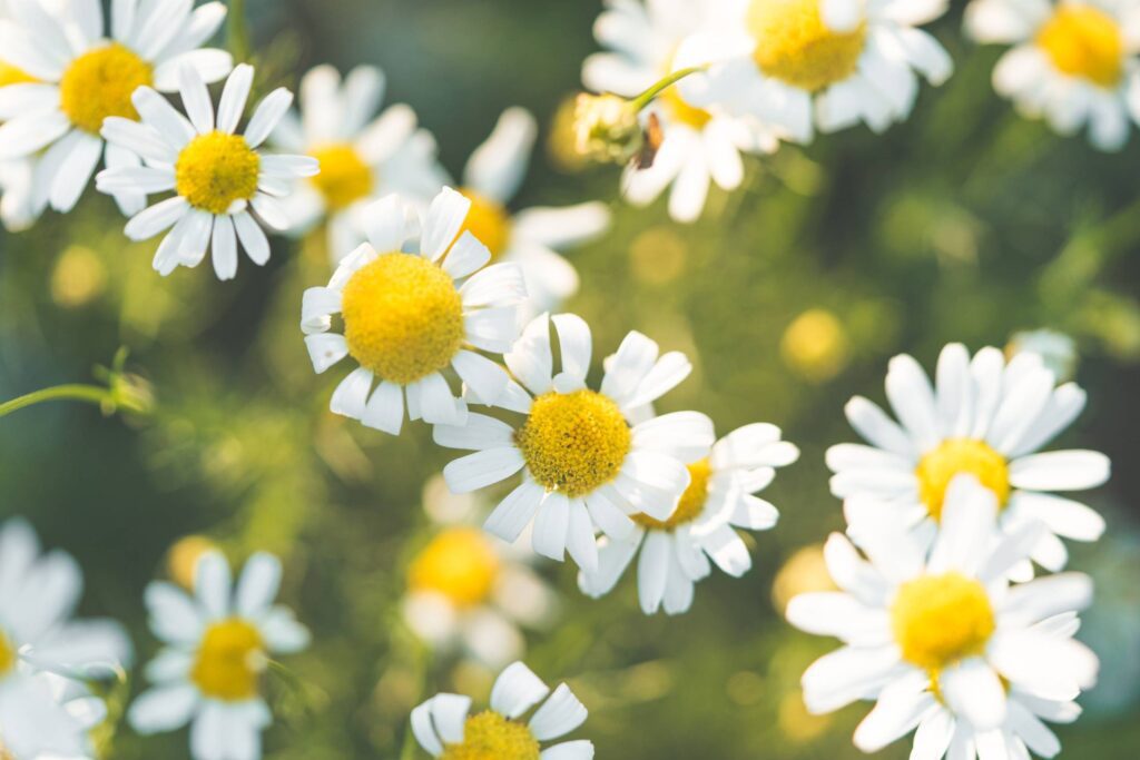 Daisy Flowers Free Photo