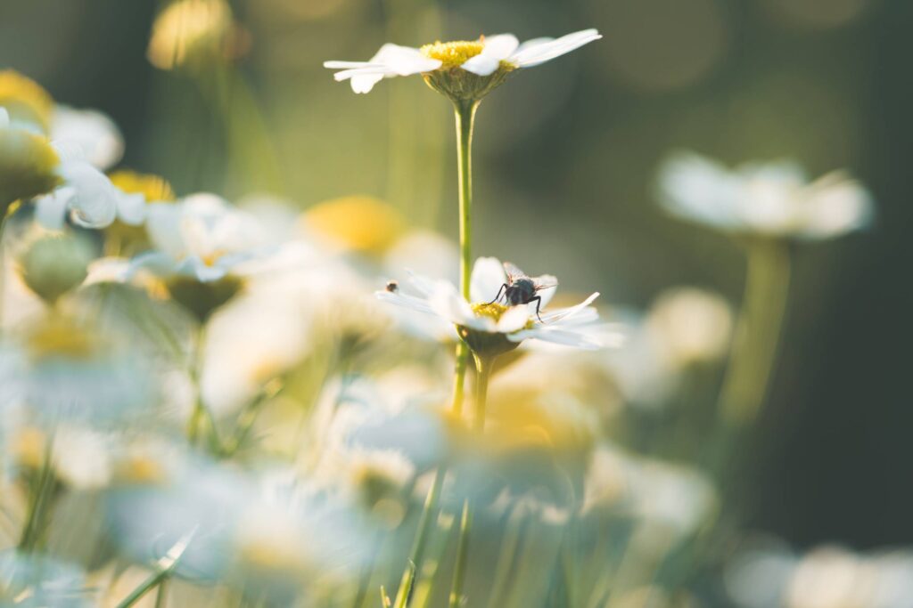 Daisy Flowers #3 Free Photo