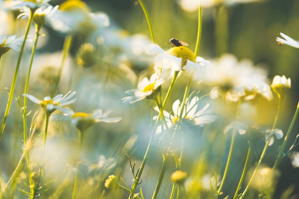 Daisy Flowers #4 Free Photo