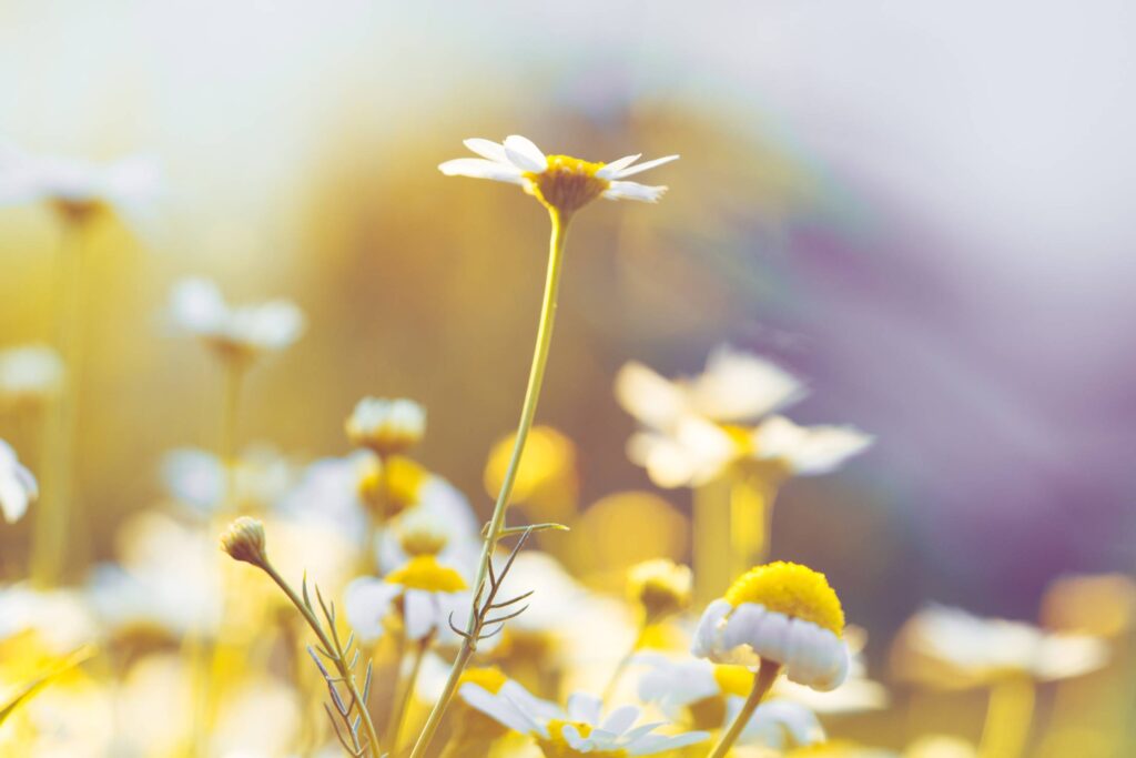 Daisy Flowers #5 Free Photo