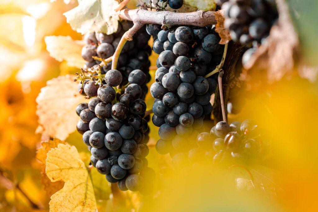 Damaged Blue Grapes in The Vineyard Free Photo