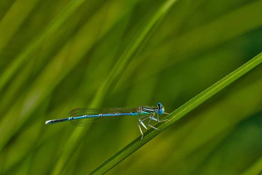 Damselfly Stock Free