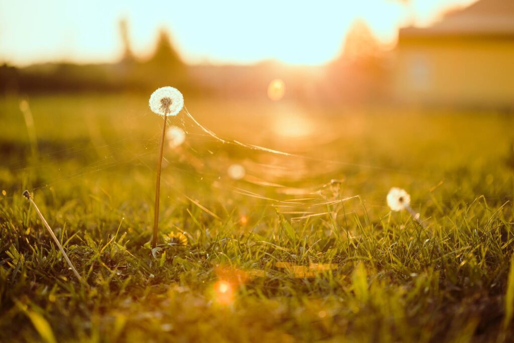 Dandelion with Cobweb Free Photo