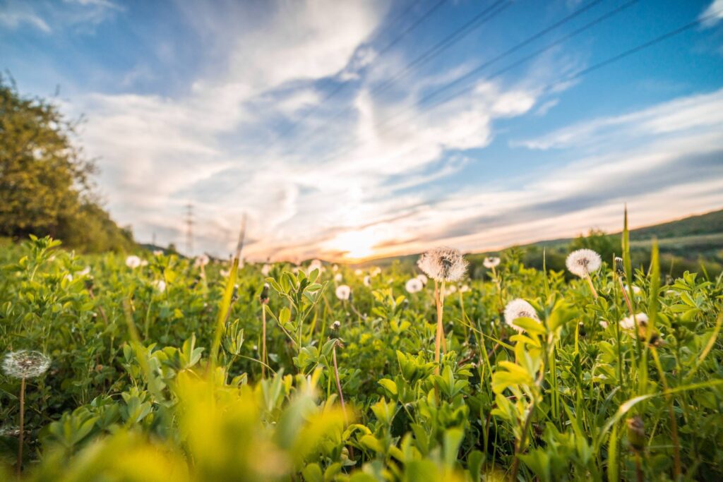 Dandelions/Blowballs in a Field at Sunset Free Photo