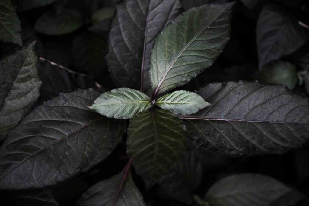 Dark Leaves Background Free Photo