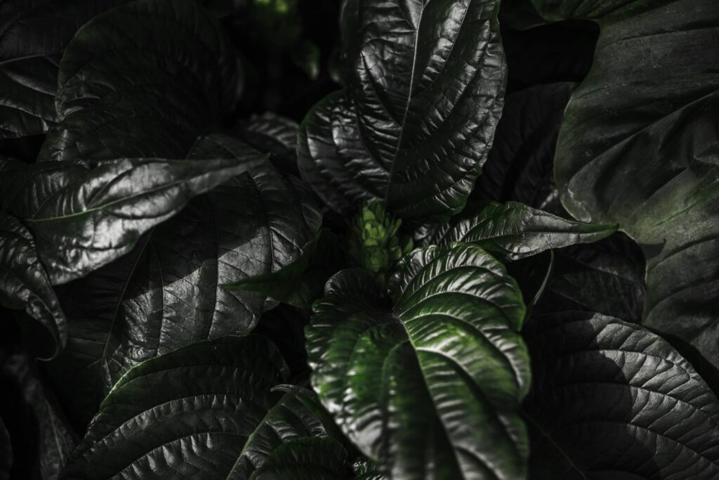 Dark Plant Leaves Background Free Photo