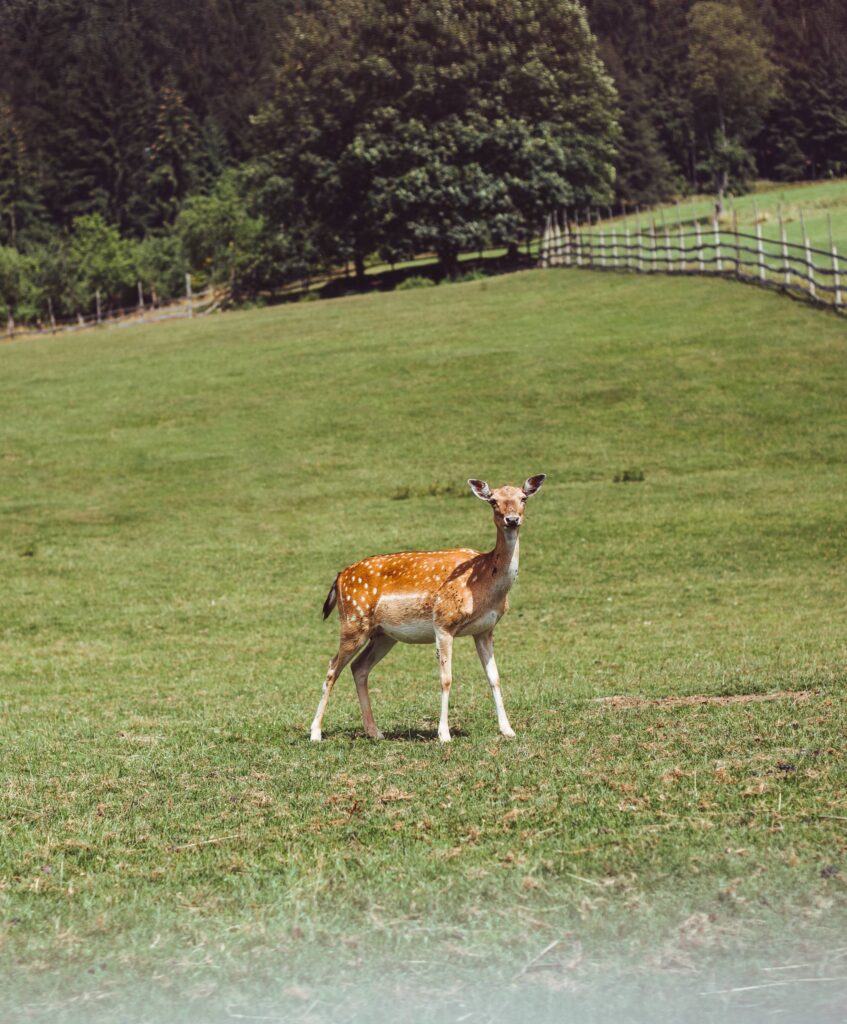 Deer Hind on a Green Pasture Free Photo