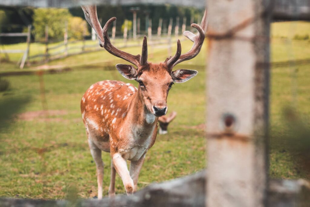 Deer in a Deer-Park Free Photo