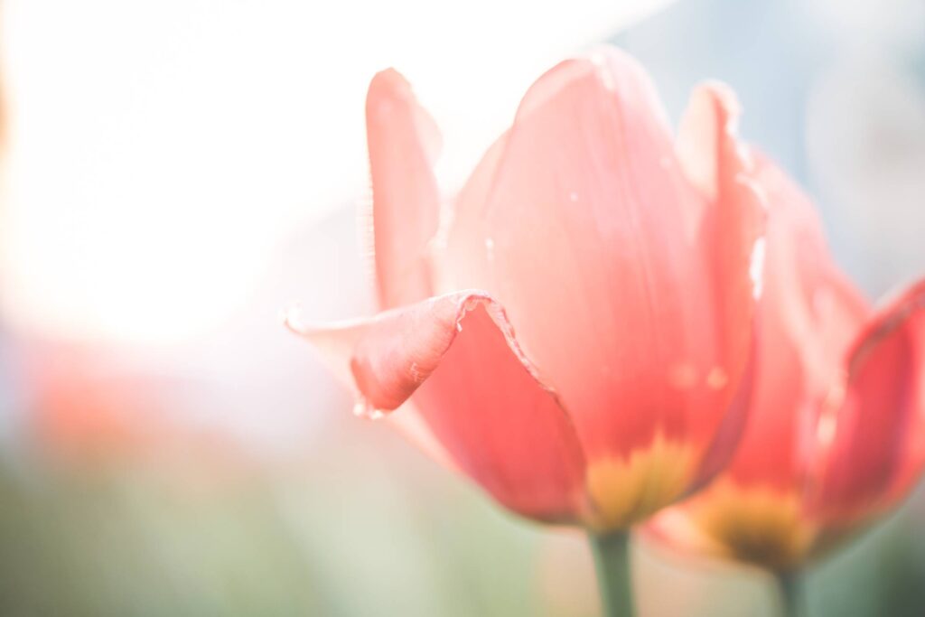 Desaturated Red Tulips Flower Close Up Free Photo