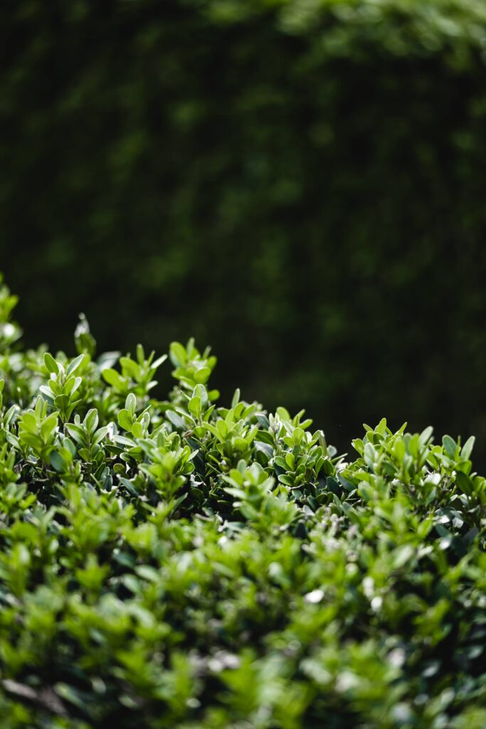 Detail of a Green Buxus Bush Free Photo