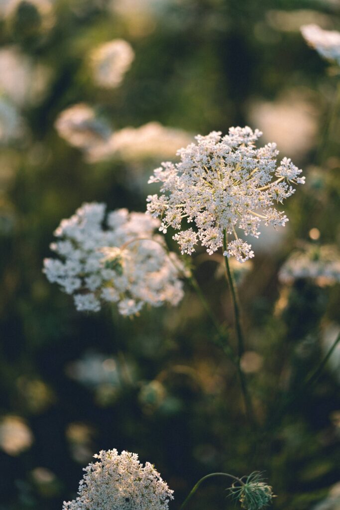 Detail of Aegopodium Podagraria Free Photo