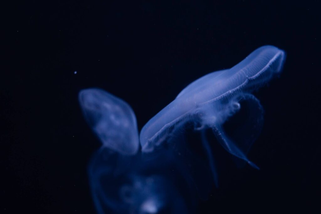 Detail of Jellyfish Aurelia Aurita in Deep Ocean Free Photo