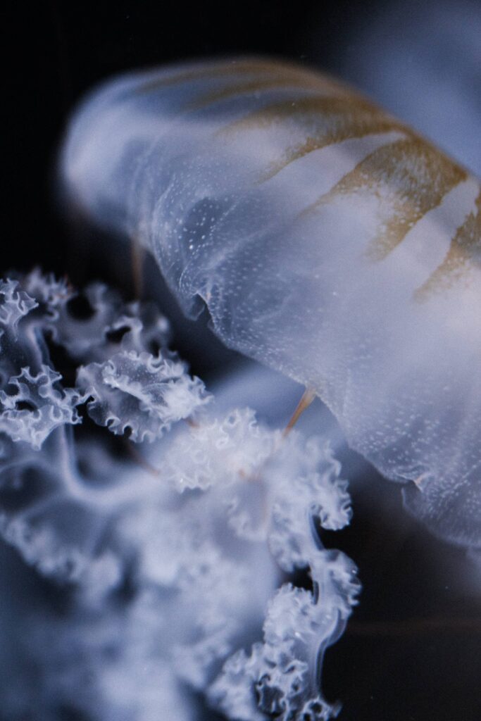 Detail of Jellyfish Chrysaora Pacifica Free Photo