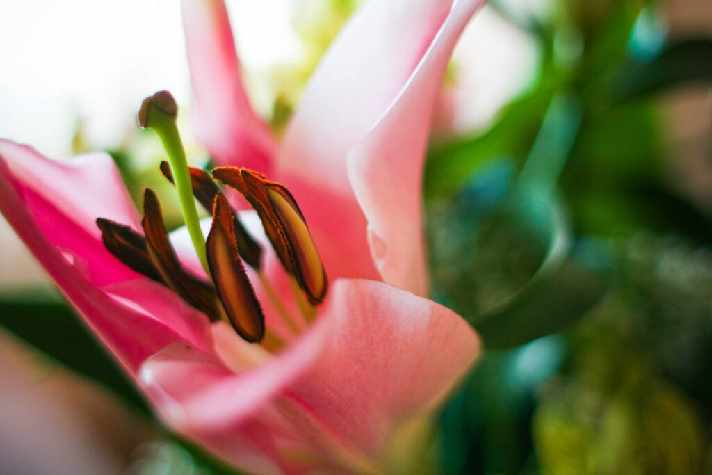 Detail of Pink Lily Free Photo