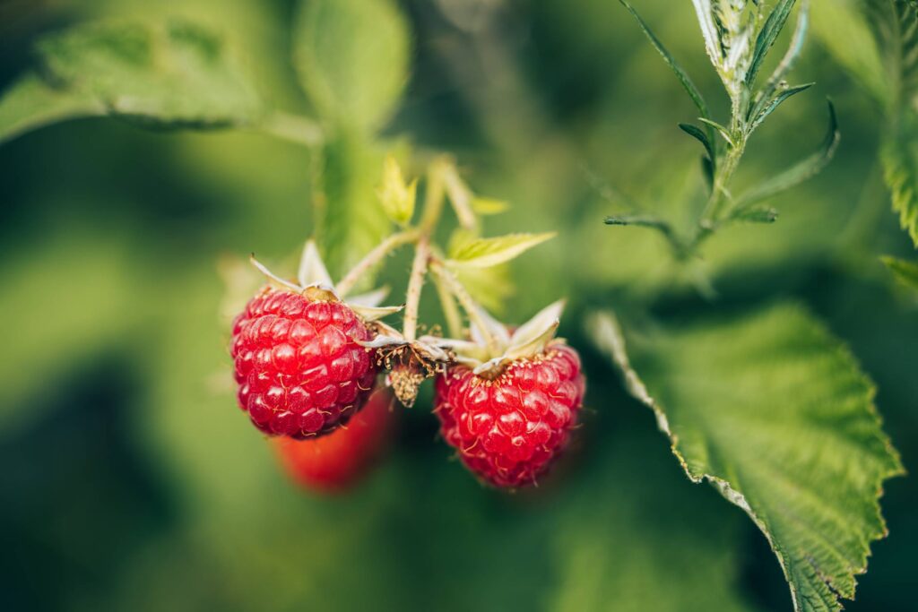 Detail of Raspberries Free Photo