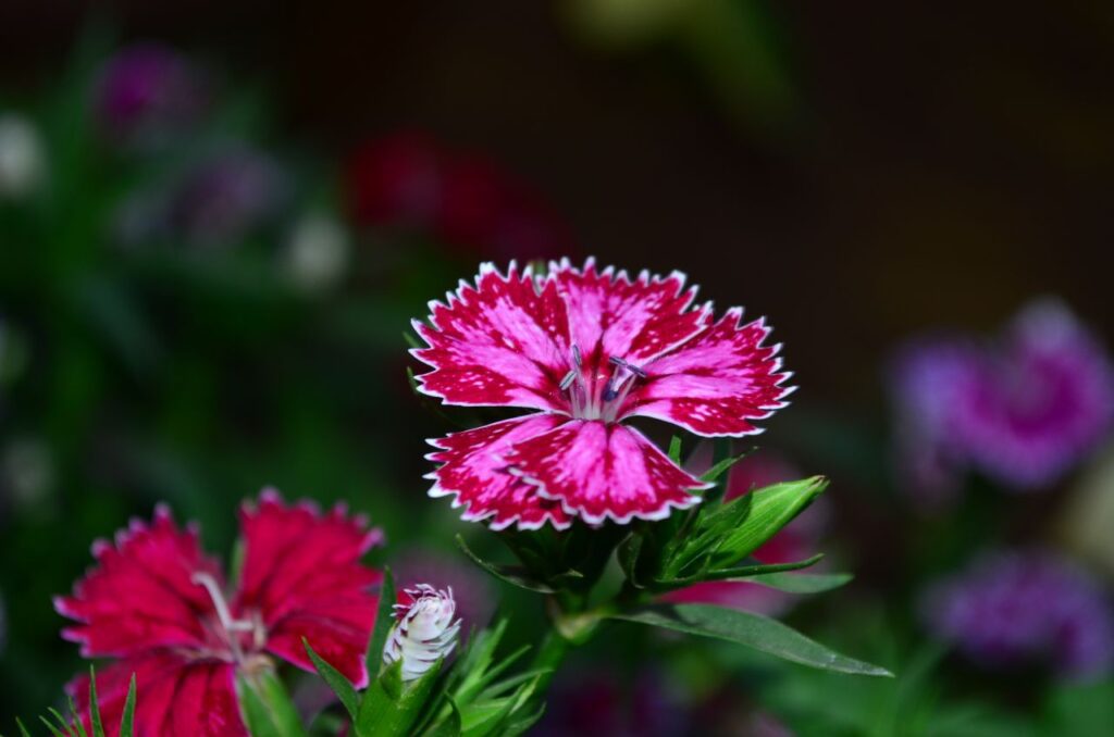 Dianthus Flower Stock Free