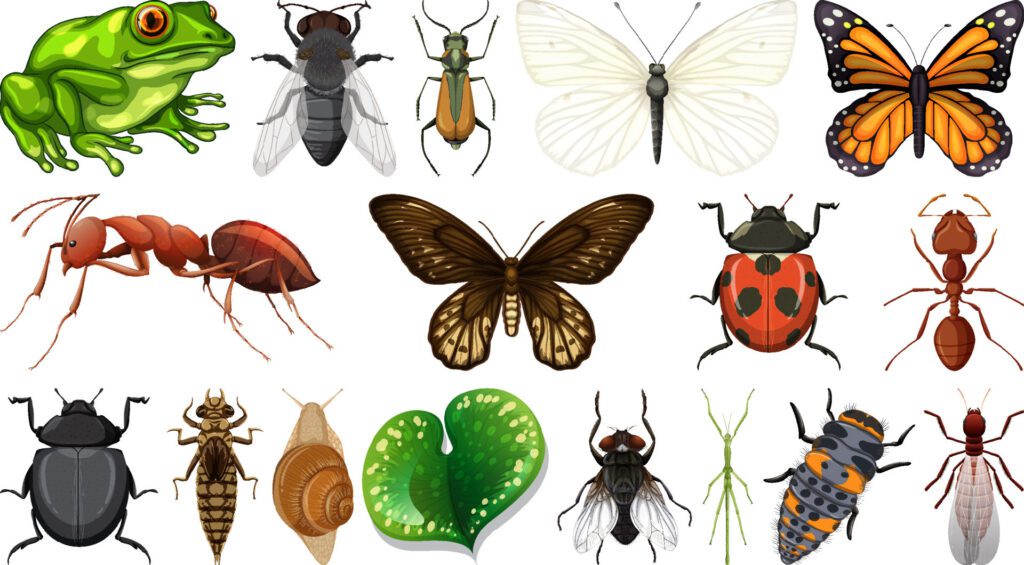 Different insects collection isolated on white background Free Vector