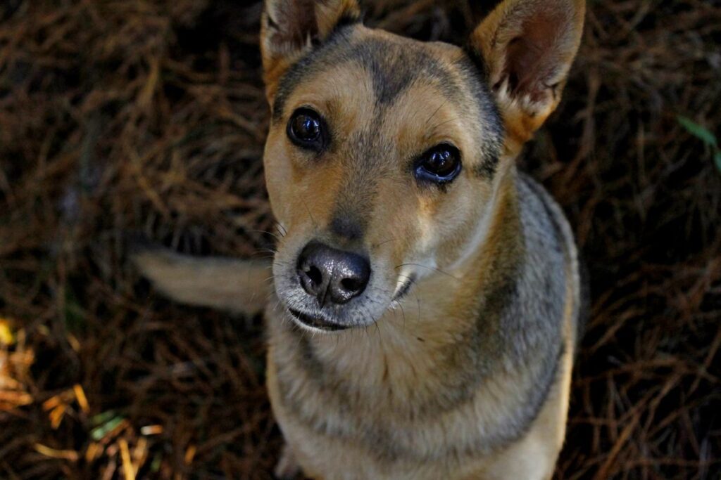 Dog close up in forest Stock Free