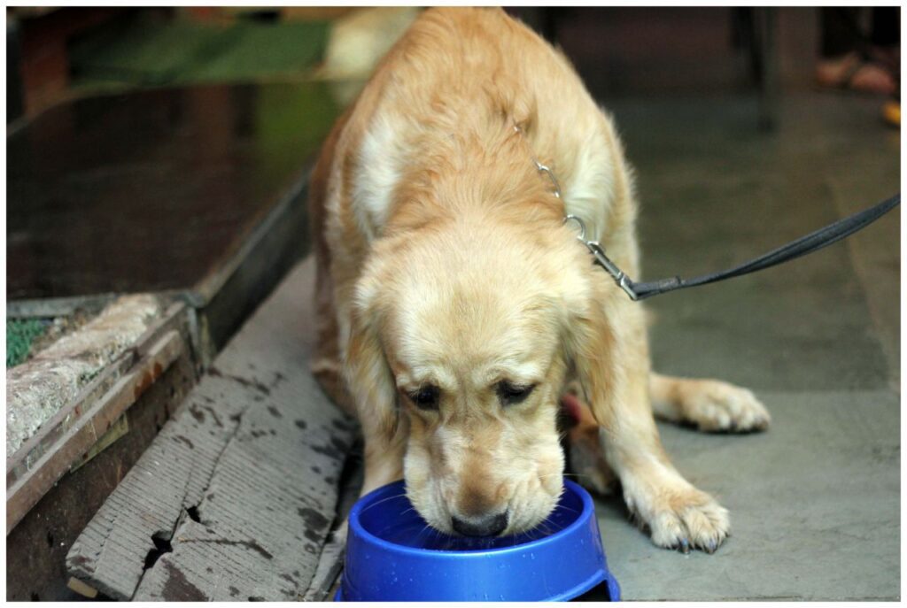 Dog Drinking Water Stock Free