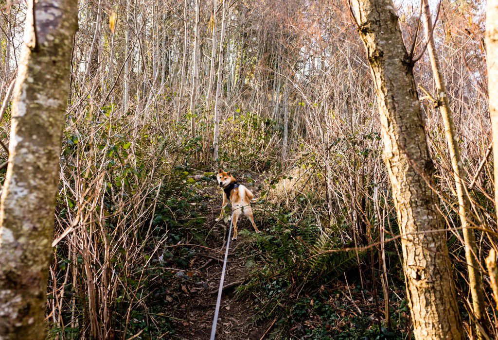 Dog Looking Back on Hike Free Stock HD Photo